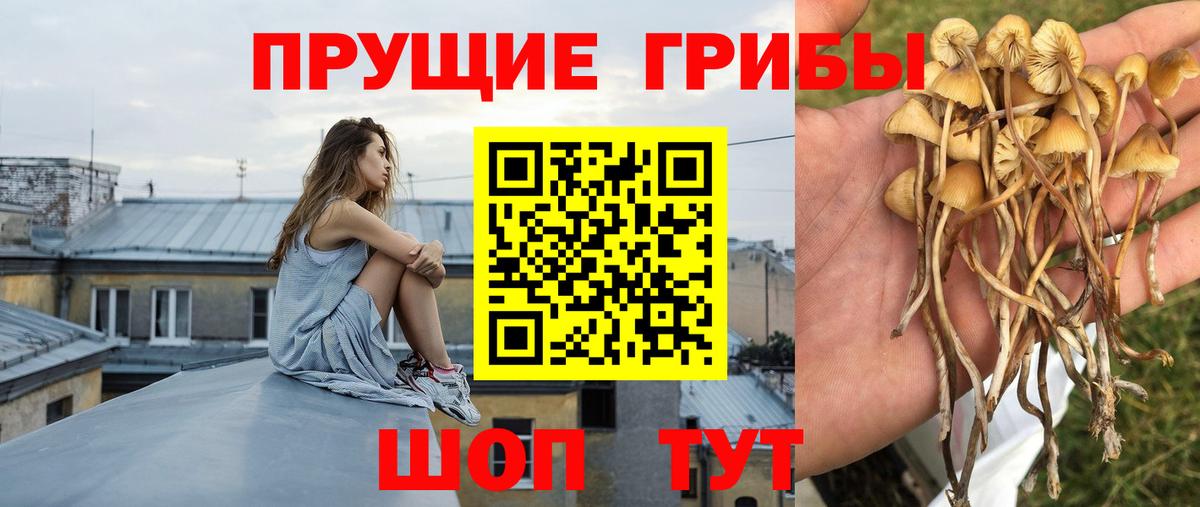 Галлюциногенные грибы Отрадное